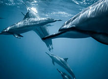 天博体育-CBA常规赛18轮：广东客场大胜吉林 稳居积分榜前三